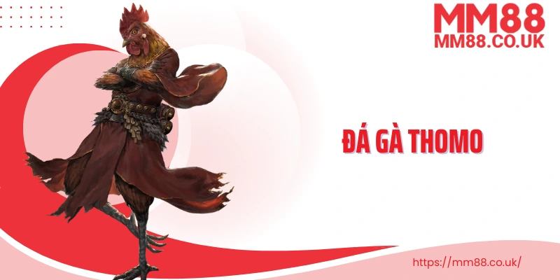 Đá gà thomo