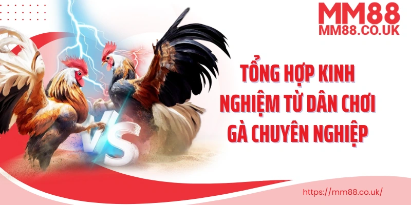 Tổng hợp kinh nghiệm từ dân chơi gà chuyên nghiệp giúp tăng tỷ lệ thắng